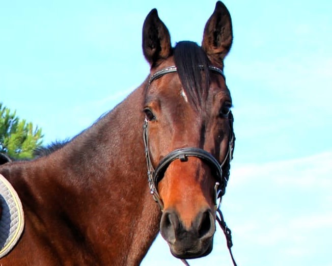 horse